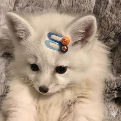 JePets