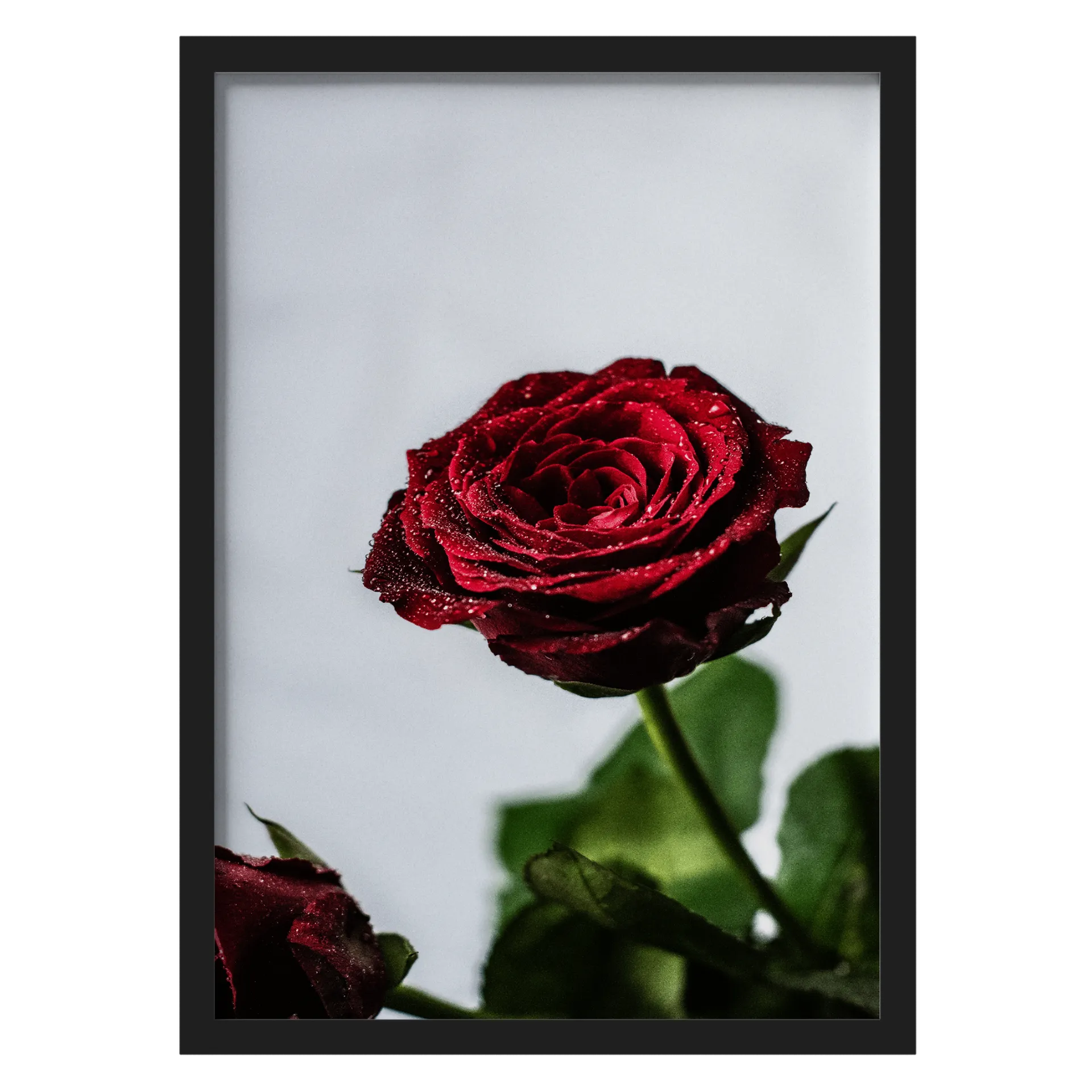 Quadro Rosa Vermelha MDF e Vidro A3 - Imagem 1